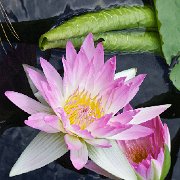 V3D7957 - Version 2  JAH-13-633